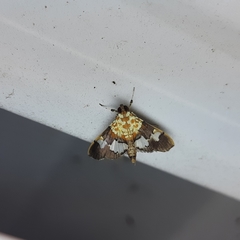 Aetholix flavibasalis