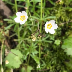 Romanzoffia sitchensis