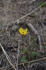 Anemone biflora gortschakowii
