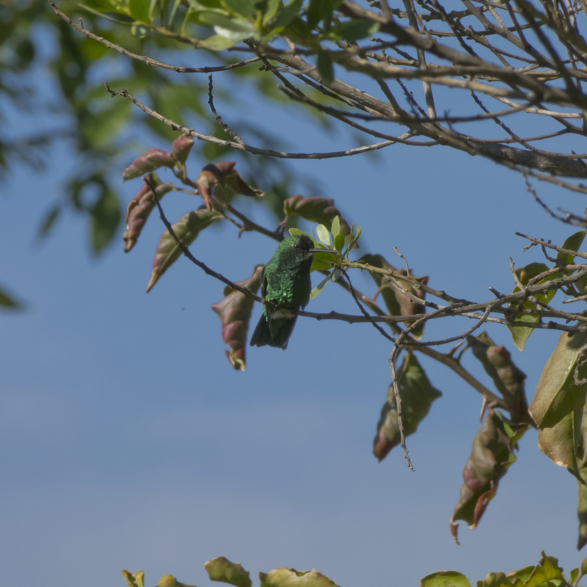 Short-tailed Emerald (Chlorostilbon poortmani), photo 6