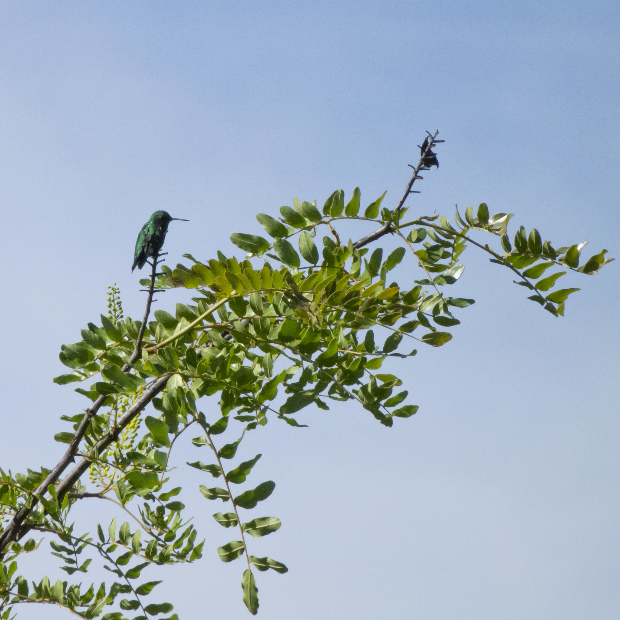 Short-tailed Emerald (Chlorostilbon poortmani), photo 7