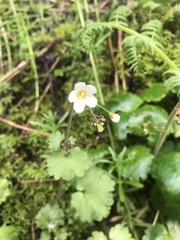 Romanzoffia sitchensis