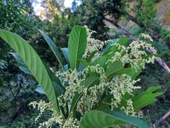 Meliosma simplicifolia