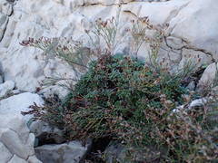 Limonium pseudominutum