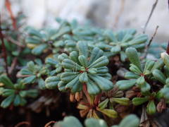 Limonium pseudominutum