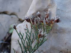 Limonium pseudominutum