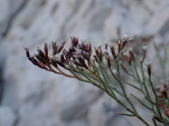 Limonium pseudominutum
