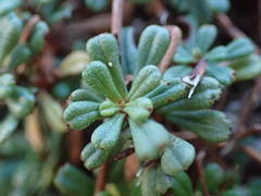 Limonium pseudominutum