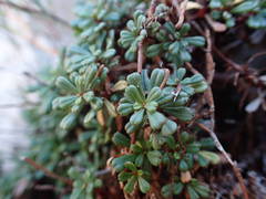 Limonium pseudominutum