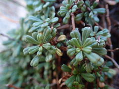 Limonium pseudominutum