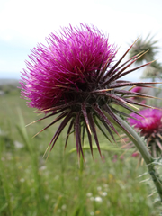 Carduus nutans taygeteus