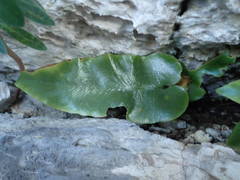 Asplenium sagittatum