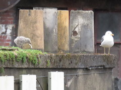 Larus fuscus