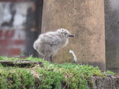 Larus fuscus