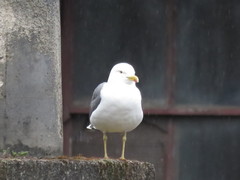 Larus fuscus