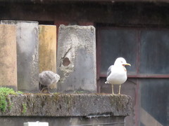 Larus fuscus