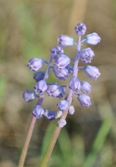 Muscari parviflorum