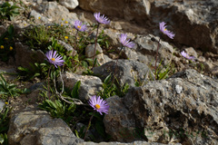 Aster flaccidus