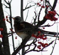 Turdus pilaris