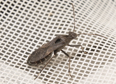 Alydus conspersus