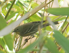 Setophaga coronata