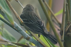 Setophaga coronata