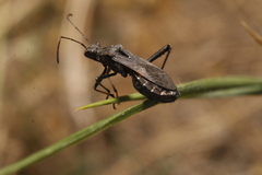 Alydus conspersus