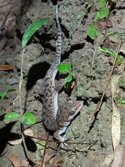 Dixonius