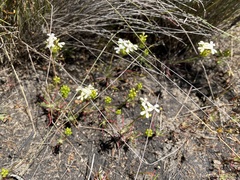 Stylidium guttatum