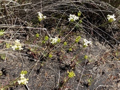 Stylidium guttatum