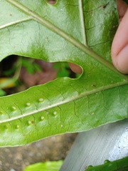 Microsorum membranifolium