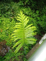 Microsorum membranifolium