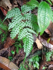 Pteridrys australis