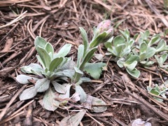Antennaria rosea