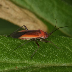 Lopidea instabilis