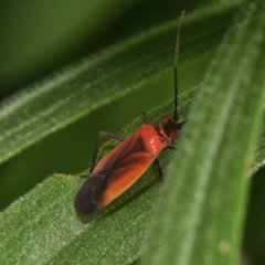 Lopidea instabilis