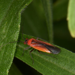 Lopidea instabilis