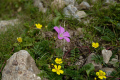Geranium pylzowianum