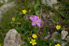 Geranium pylzowianum