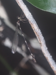 Drepanosticta spatulifera