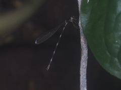 Drepanosticta spatulifera