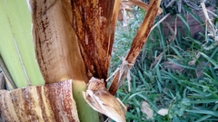 Schistocerca camerata