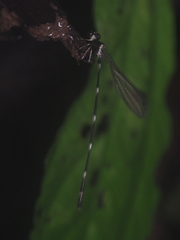 Drepanosticta spatulifera