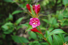 Weigela floribunda