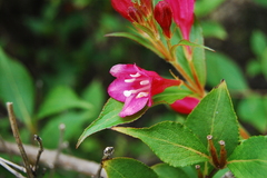 Weigela floribunda