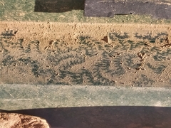 Tarentola mauritanica