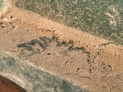 Tarentola mauritanica