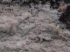 Pertusaria corallina