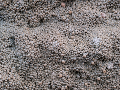 Pertusaria corallina
