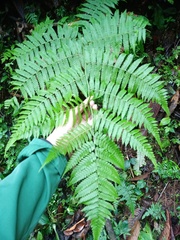 Diplazium polypodioides